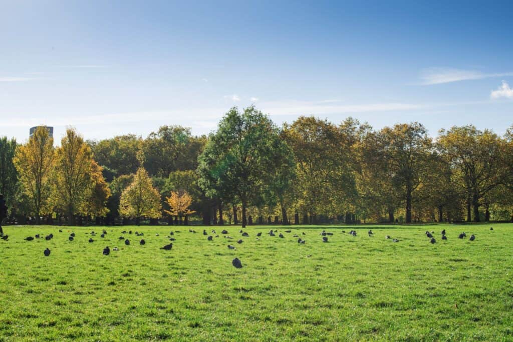 A green space in Wood Green